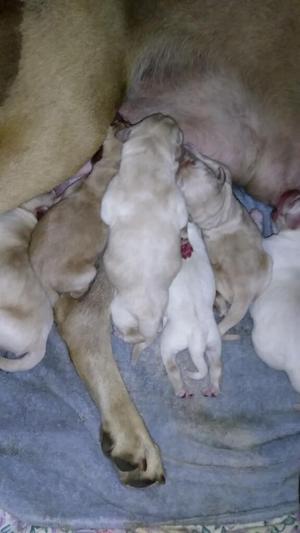 Cachorros Labradores 1 Dia de Nacidos