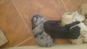 Cachorros Poodle