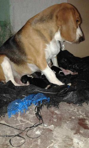 Cachorros beagle 4 hembras 3 machos Disponibilidad de poder