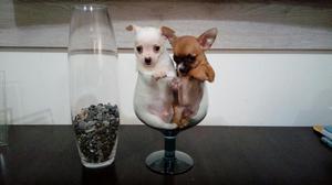 Chihuahua Hermosos Cachorritos Toy