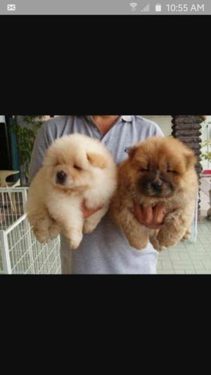 Chowchow