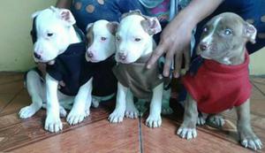 Hermosas Pitbull