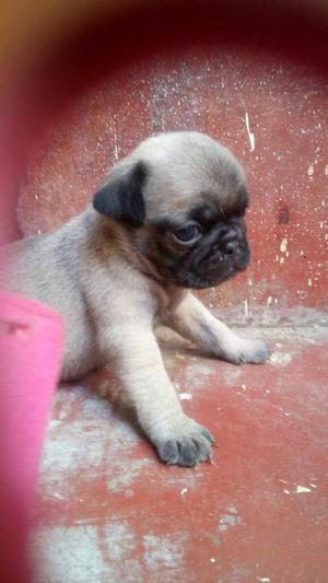 Hermoso Pug Bebe