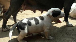 Hermosos Cachorros Fusión Bully Bully