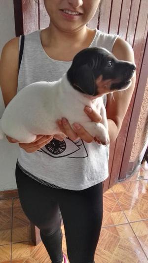 Jack Russel Cachorrito