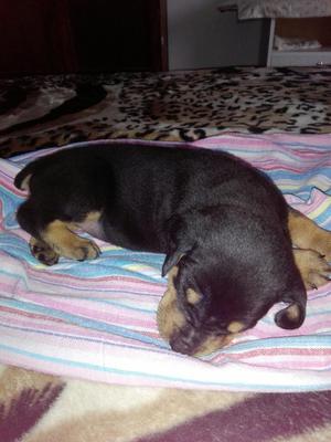 Perrito Rotweiler