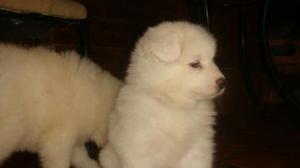 Samoyedo Polar