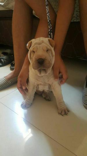 Sharpei