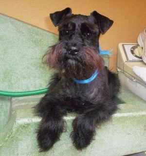 cachorro schnauzer