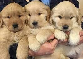 cachorros golden retriever