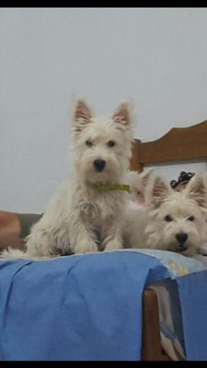 Cachorra West Highland White Terrier