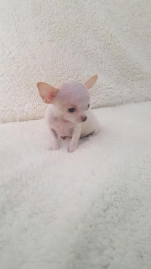 Cachorrita Chihuahua Toy