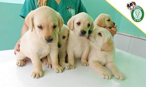 Cachorros Labrador en Pet Vital