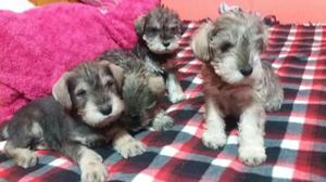 Cachorros Schnauzer Mini