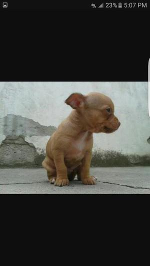 Chihuahua Toy
