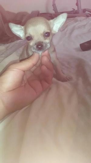 Chihuahua Toy Hembra A1