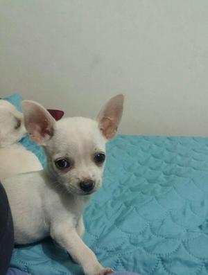 Chihuahuas Hermosos Cachorritos