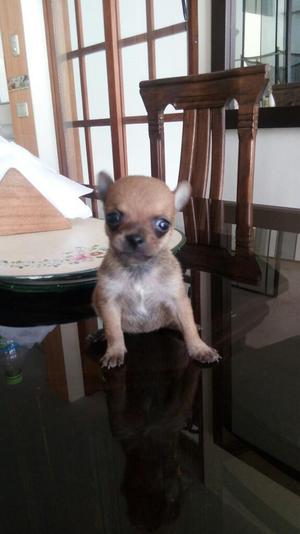 Chihuahuas Mini Toy Pedigri Plata