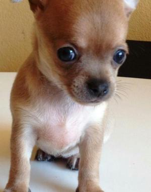 Chihuahuas en Venta