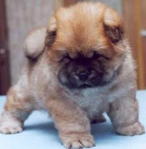 Chowchow