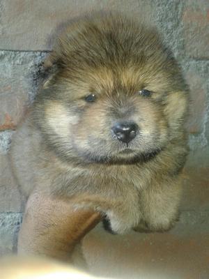 Chowchow