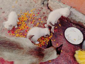 Gatitos a La Venta