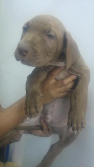 Imponente Labrador Color Chocolate Macho