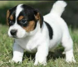 Jackrussell Cachorros Jack Russelltricolores