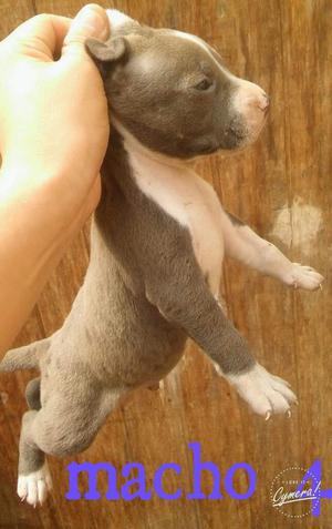 Pitbull a La Venta