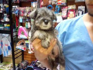 Schnauzer Miniaturas Hermosos Cachorrito