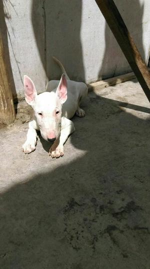 Vendo Bull Terrier