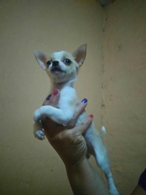 Vendo Chihuahua Macho Ful Perigri!!