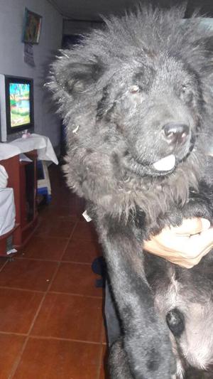 Vendo Chow Chow