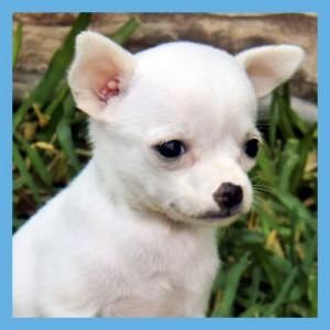 Venta de Cachorros Chihuahua Toy Machos y Hembras