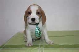 beagles excelentes cachorros