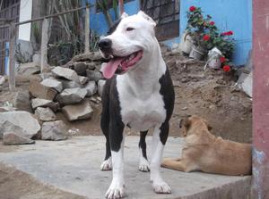 cachorro pitbull