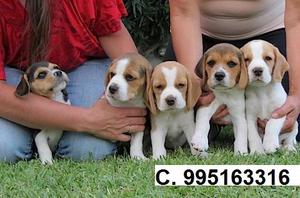 estan a la venta bellos beagle lindos cachorros vacunados