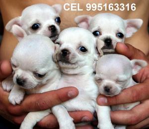 hermosos sanitos chihuahua vacunados cachorros a1 envios a