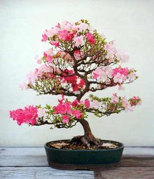 Semillas De Sakura (bonsai) 20 Unds.