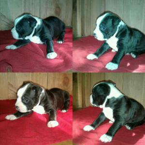 American Bully Fusion