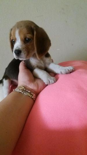 Beagle