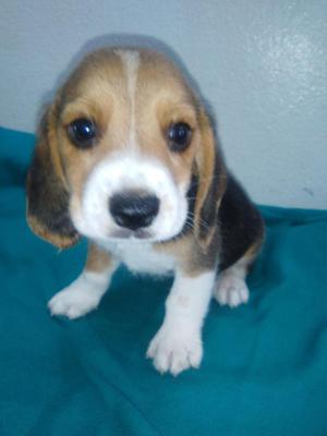Beagle Cachorro Tricolor