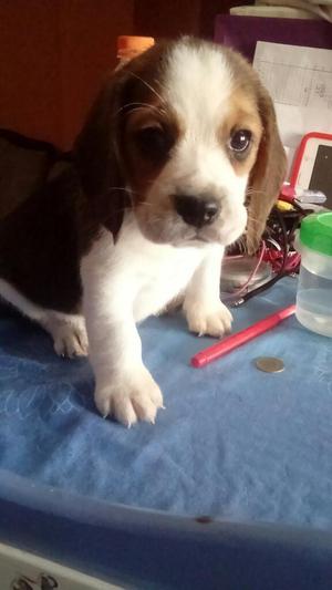 Beagle de 6 Semanas Macho