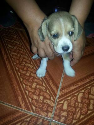 Beagle, linda cachorra, hembra, 2 meses, vacunada.