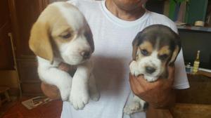 Beagles Cachorros de 45 Y 50 Dias