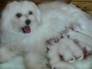 Bichon Maltes