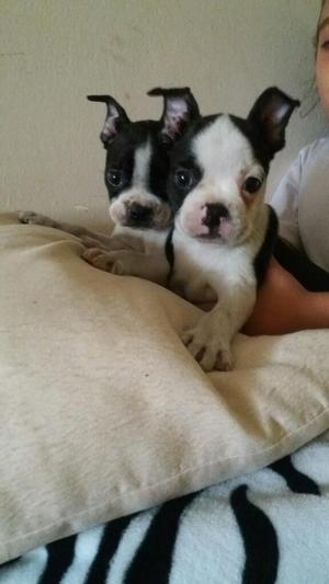 Boston Terrier