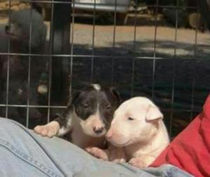 Bull Terrier Narizones