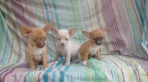 CACHORRITOS CHIHUAHUA TOY