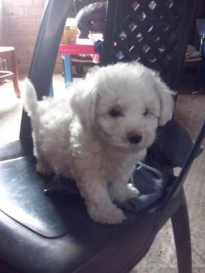 CACHORROS BICHON FRISES